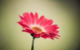 729560__red-flower-wallpaper-wallpapers_p