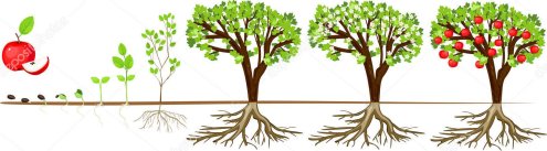 life-cycle-apple-tree-stages